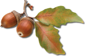 Acorn PNG image, free, acorns-743